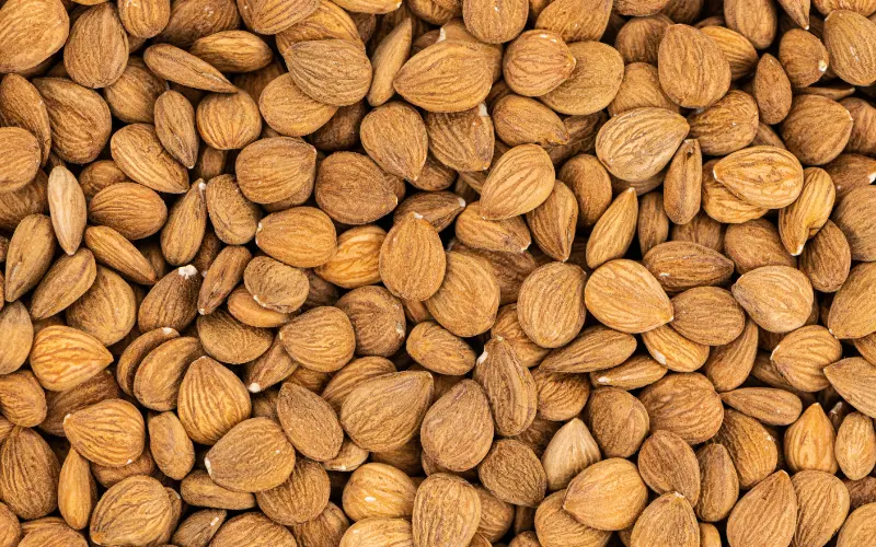Wholesale Apricot Kernels — bulk supply for retail and distribution